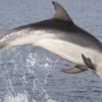 new-species-dolphin