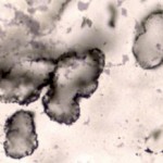 sulfur-based-microbes