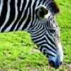 5.120309.100x100.zebra-stripes-1-100